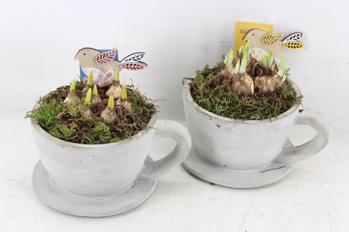 <h4>arr4 Bollenmix MB - Cement kop & schotel 338/6</h4>