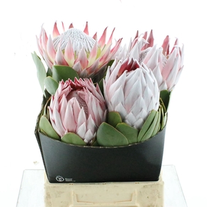 Protea Cynaroides
