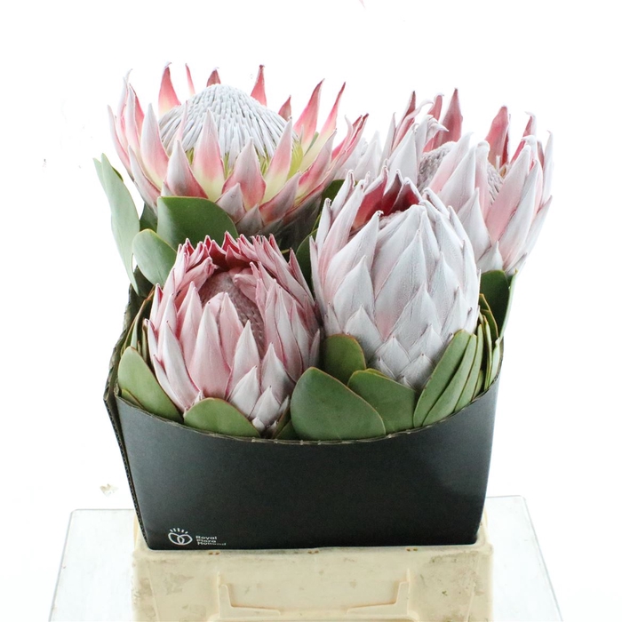<h4>Protea Cynaroides</h4>
