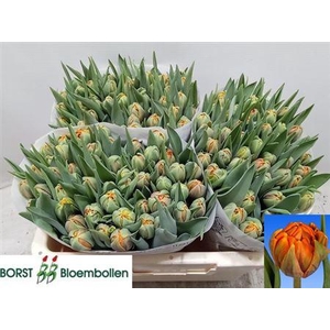 Tu Du Orange Princes