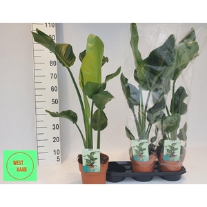 STRELITZIA NICOLAI