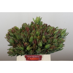 Leucadendron Highlight