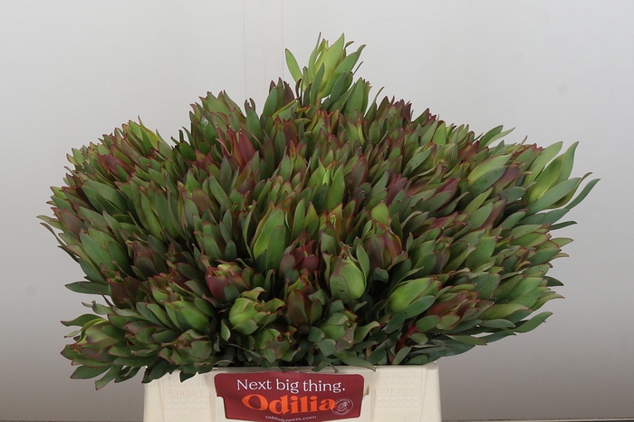 Leucadendron Highlight