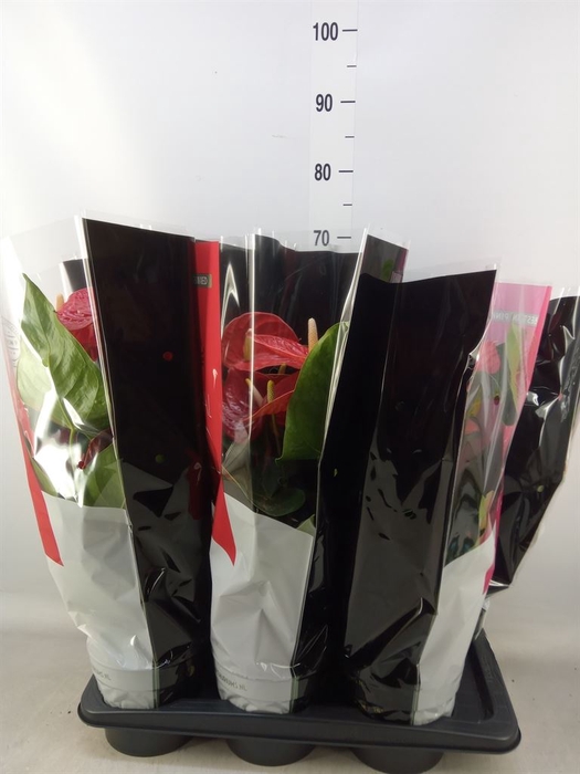<h4>Anthurium   ...mix</h4>