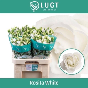 EUS G ROSI WHITE