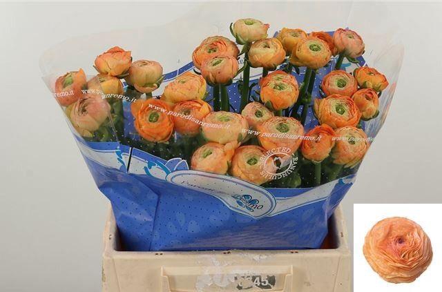 <h4>RAN SU MANDARINO</h4>