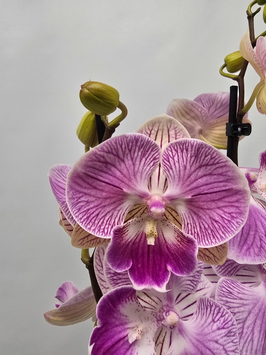 <h4>Limited 82 week 6</h4>