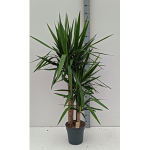 YUCCA
