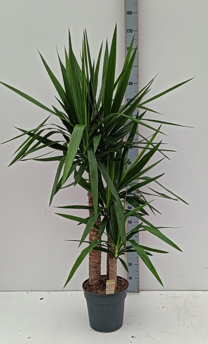 <h4>YUCCA</h4>