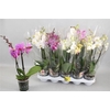 Phal Gem