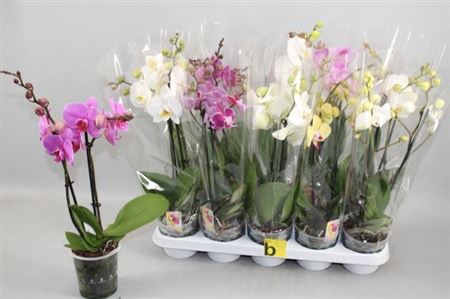 Phal Gem