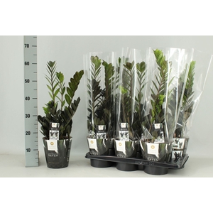 Zamioculcas zamiifolia Raven