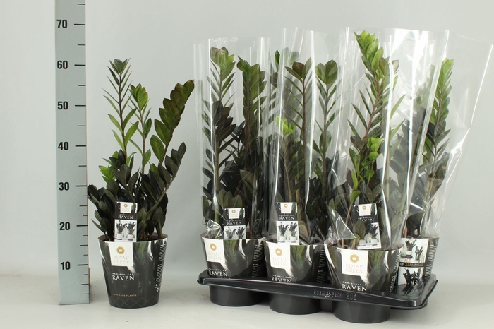 <h4>Zamioculcas zamiifolia Raven</h4>