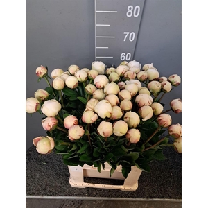 Paeo L Odile 60 Cm Bianco