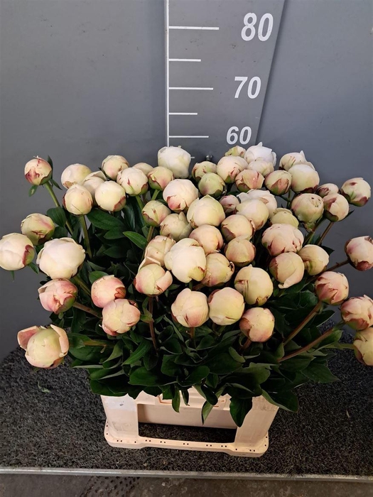 <h4>Paeo L Odile 60 Cm Bianco</h4>