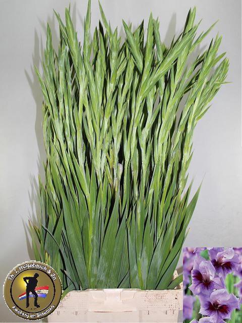 <h4>GLAD GR LAKELAND</h4>