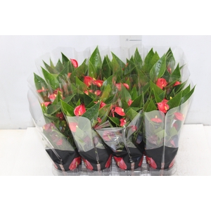 ANTHURIUM MINI MILLION FLOWERS P09