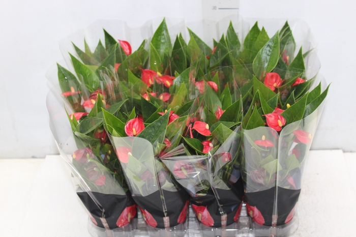 <h4>ANTHURIUM MINI MILLION FLOWERS P09</h4>