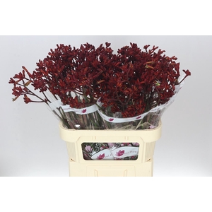 Anigozanthos Early Spring