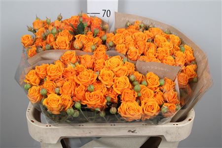 <h4>R Tr Orange Queen</h4>