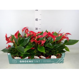 Anthurium  'Banderola Roja'