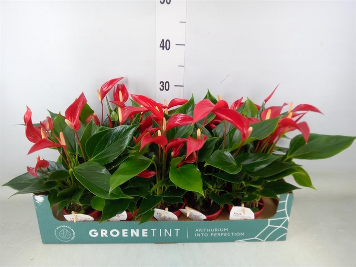 <h4>Anthurium  'Banderola Roja'</h4>