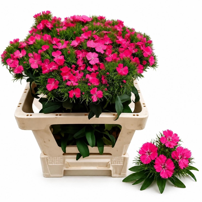 <h4>DI BARB S WILL PINK</h4>