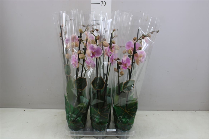 <h4>Phal Gentle Wistler 2 Tak</h4>