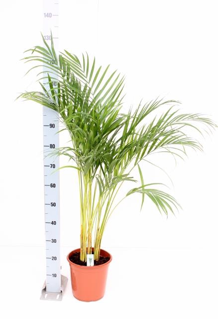 <h4>DYPSIS LUTESCENS</h4>