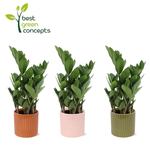 ARR ZAMIOCULCAS
