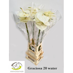 ANTH A GRACIOSA 20 XXL