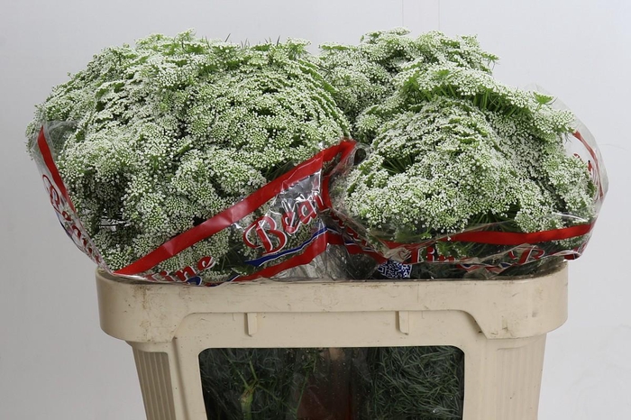 <h4>Ammi Visnaga Casablanca</h4>