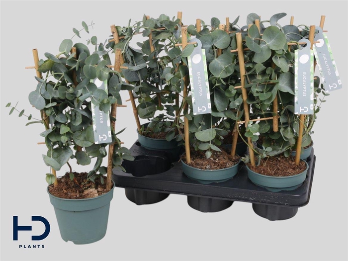 Eucal Cinerea Op Klimrekje