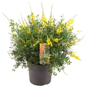 Genista (Cytisus) struik p17