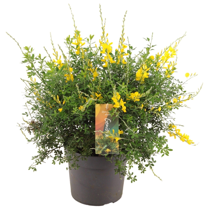 <h4>Genista (Cytisus) struik p17</h4>