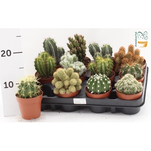 CACTUS GEM