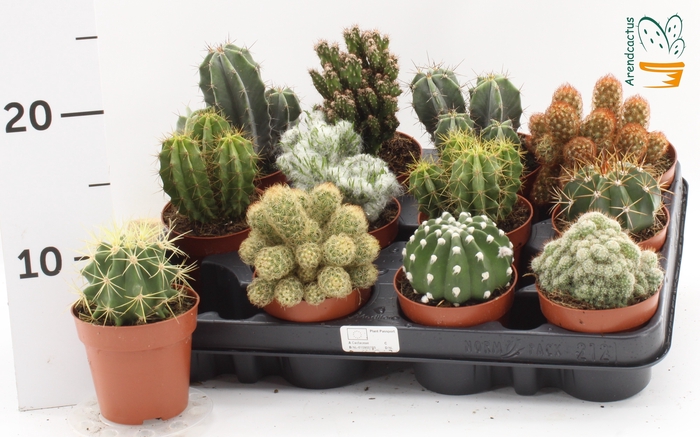 <h4>CACTUS GEM</h4>