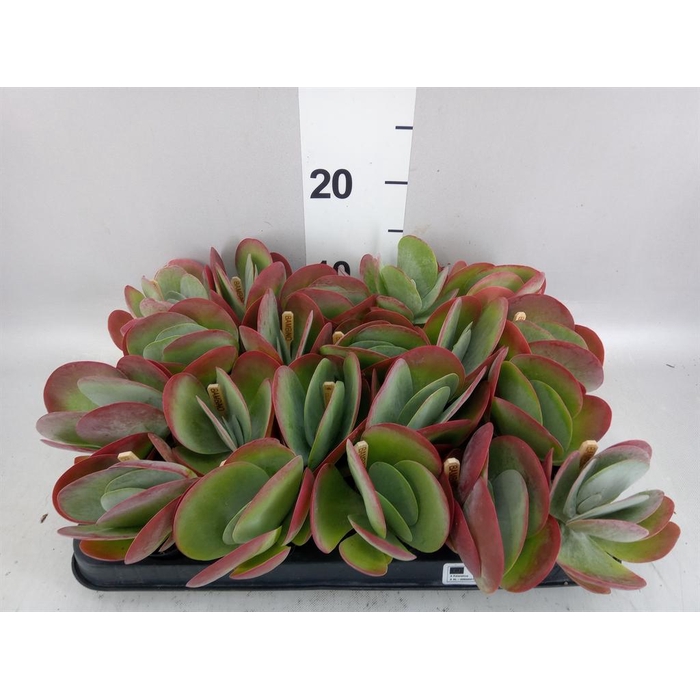 <h4>Kalanchoe NF thyrsiflora</h4>