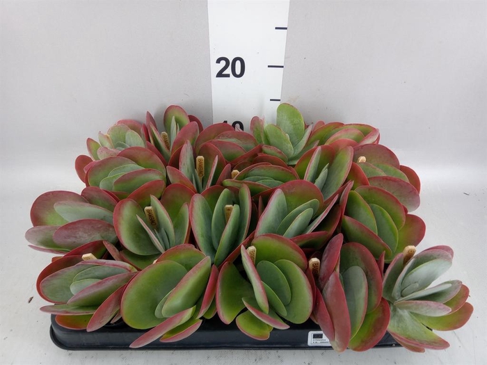Kalanchoe NF thyrsiflora