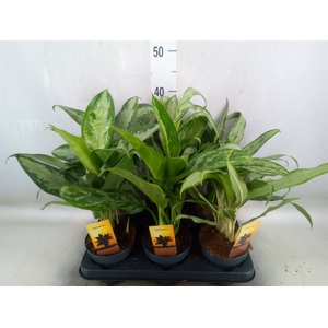 Aglaonema   ...mix