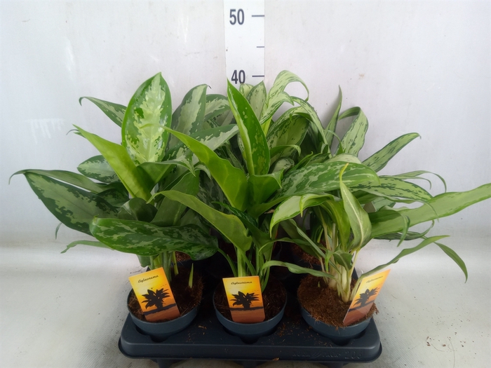<h4>Aglaonema   ...mix</h4>