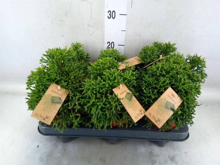 <h4>Rhipsalis   ...</h4>