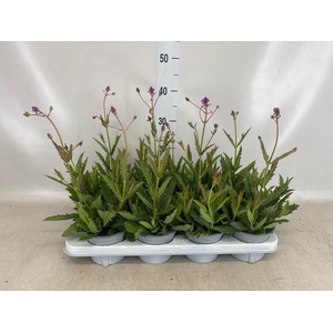 Verbena rigida