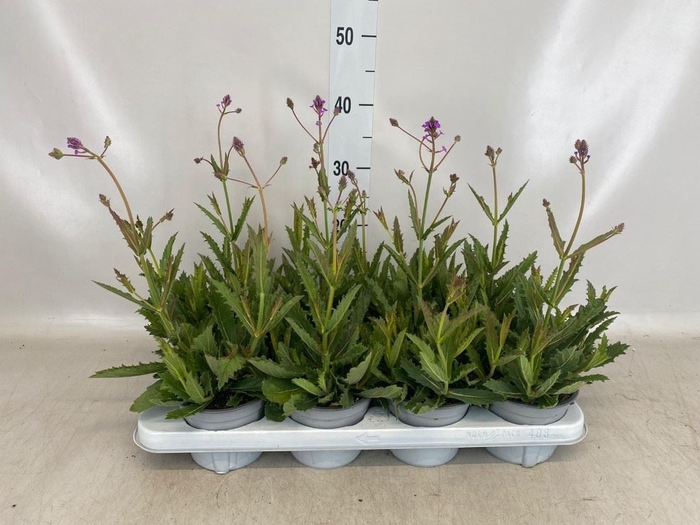 <h4>Verbena rigida</h4>