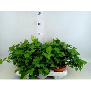 Hedera helix 'Wonder'