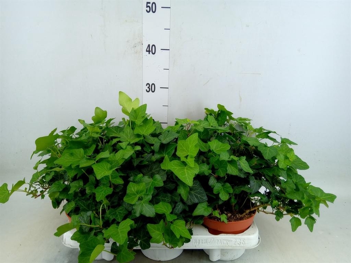 <h4>Hedera helix 'Wonder'</h4>