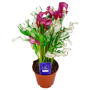 Zantedeschia Frozen Queen 14Ø 40cm 5fl