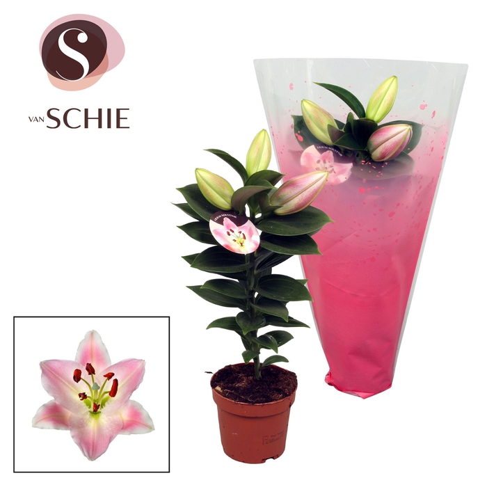 <h4>Lilium Souvenir Solo</h4>