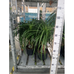 Beaucarnea recurvata