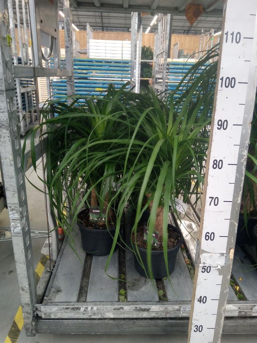 <h4>Beaucarnea recurvata</h4>